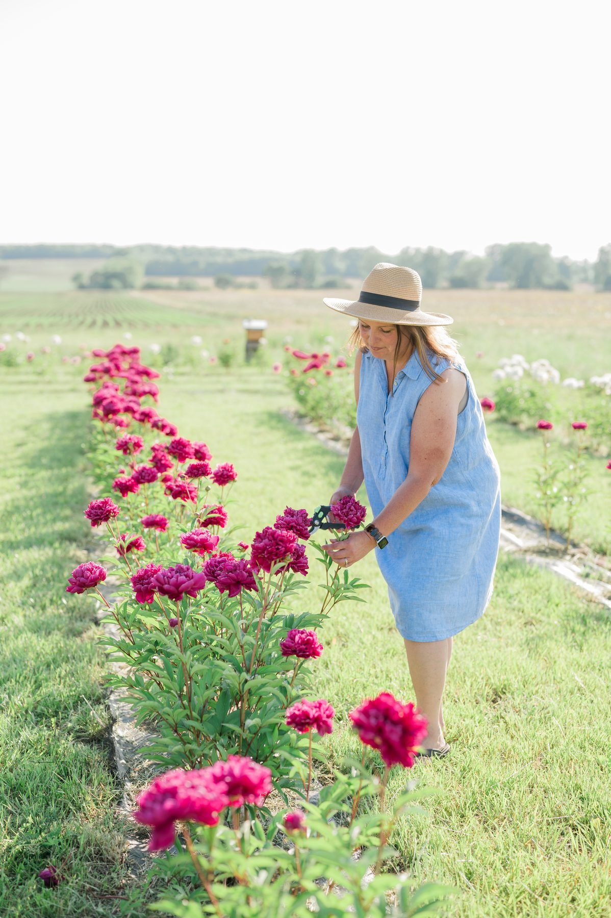 Cutting peonies by hand in the flower rows.