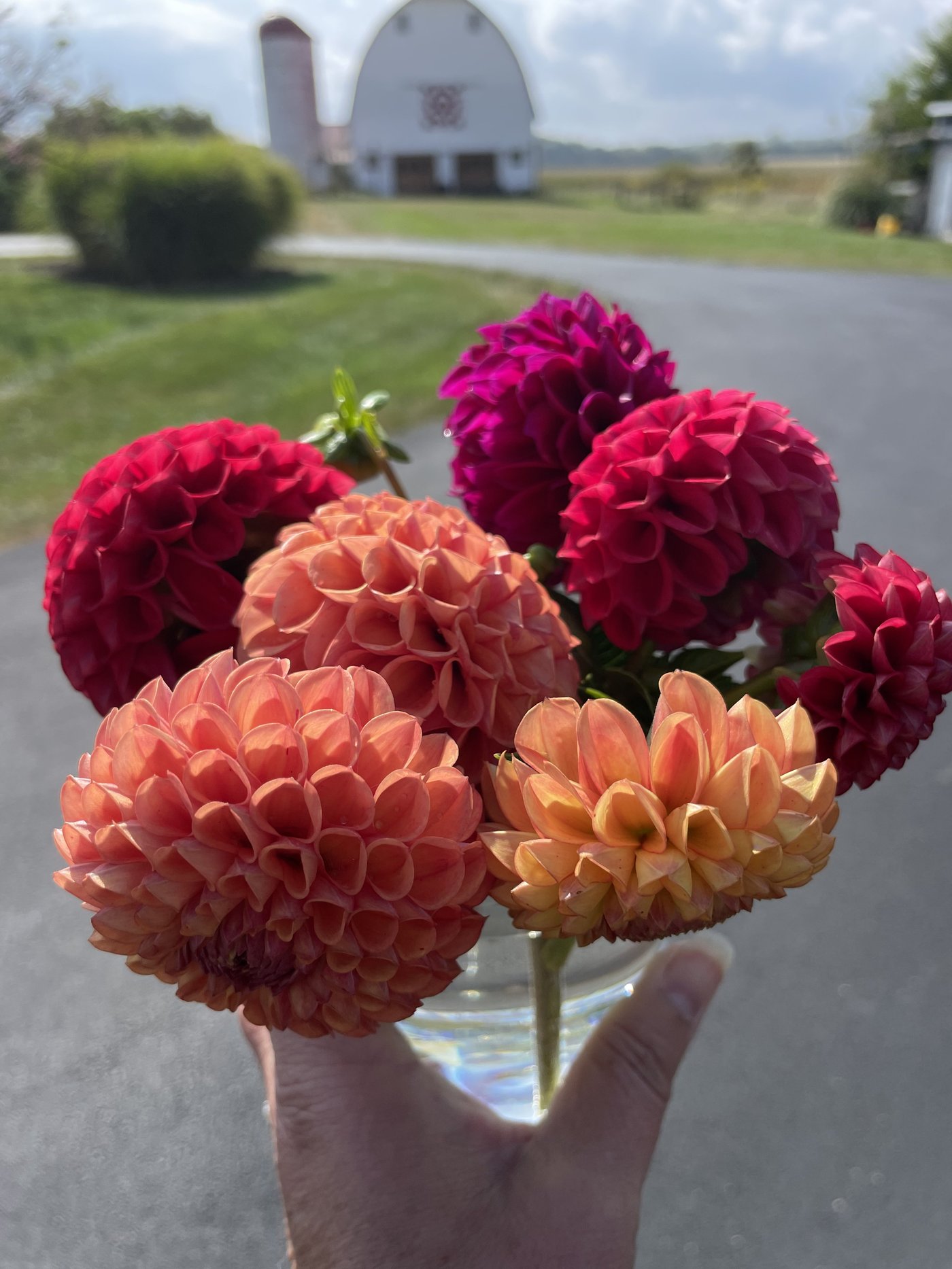 A handful of red and apricot dahlias cut late in the season.