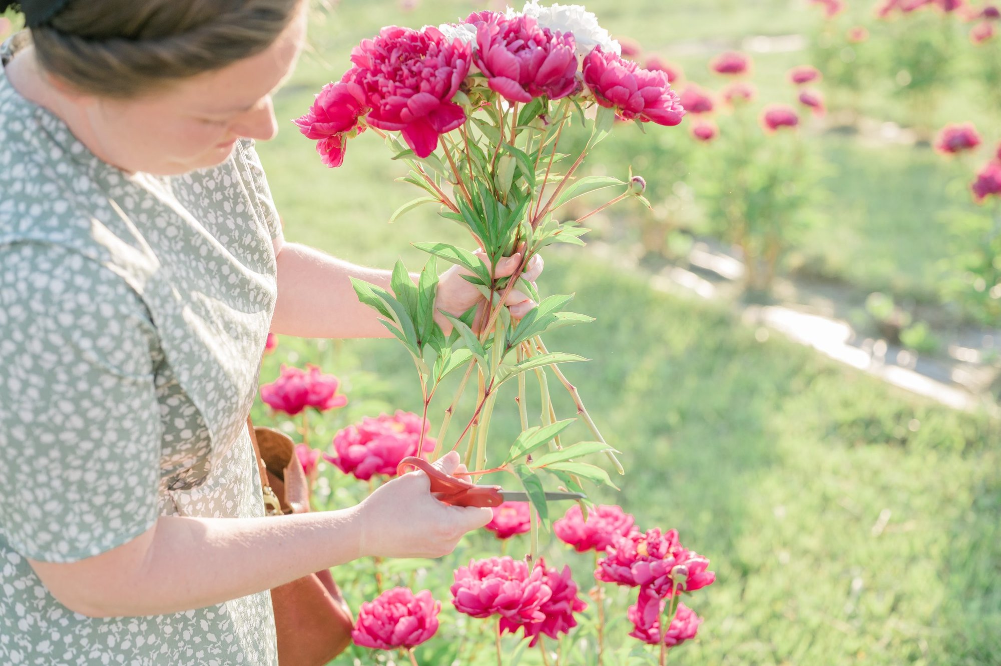 Hands among the peonies in the cutting field.