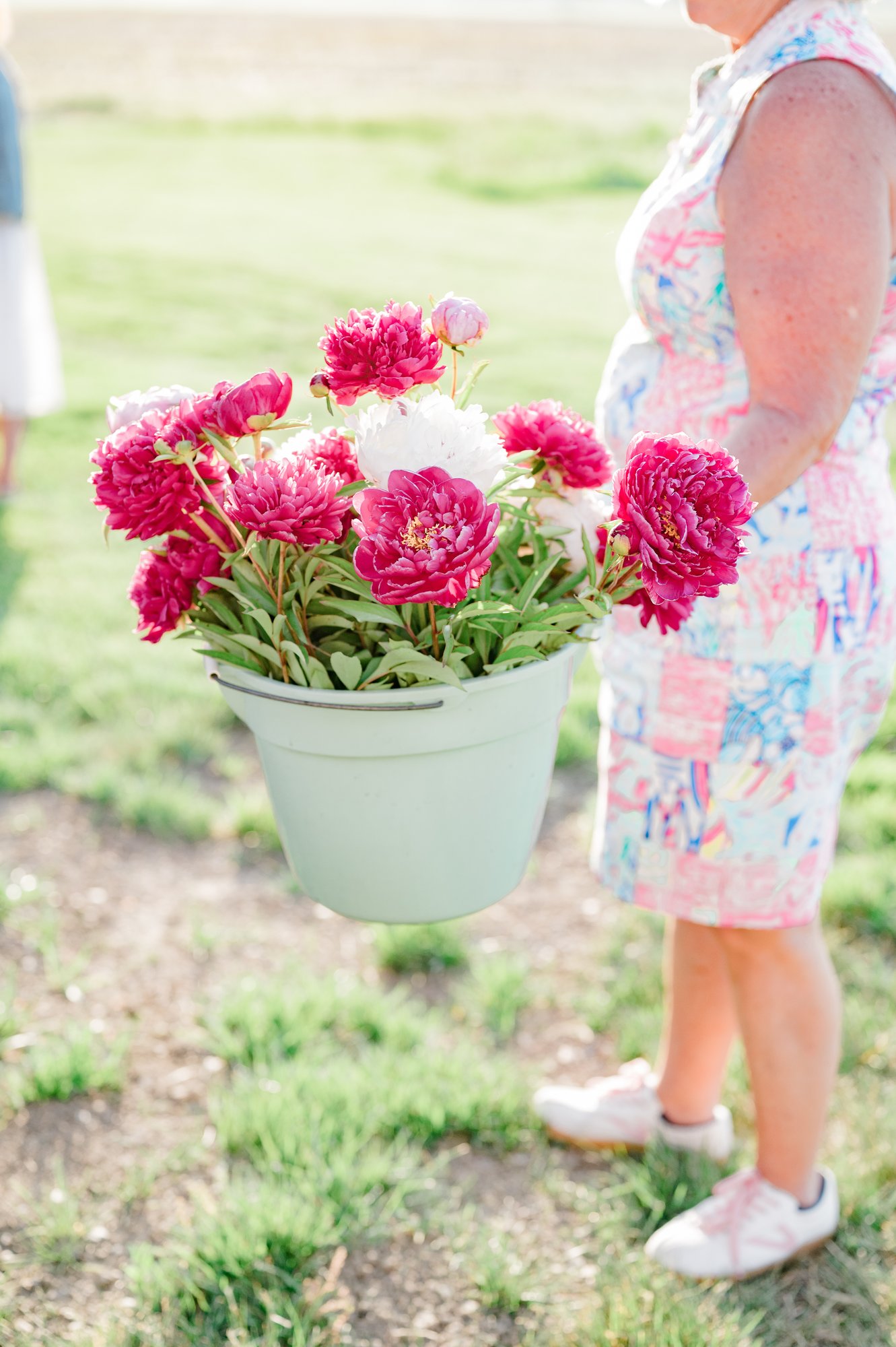 A bucket of freshly cut peonies in the flower field.