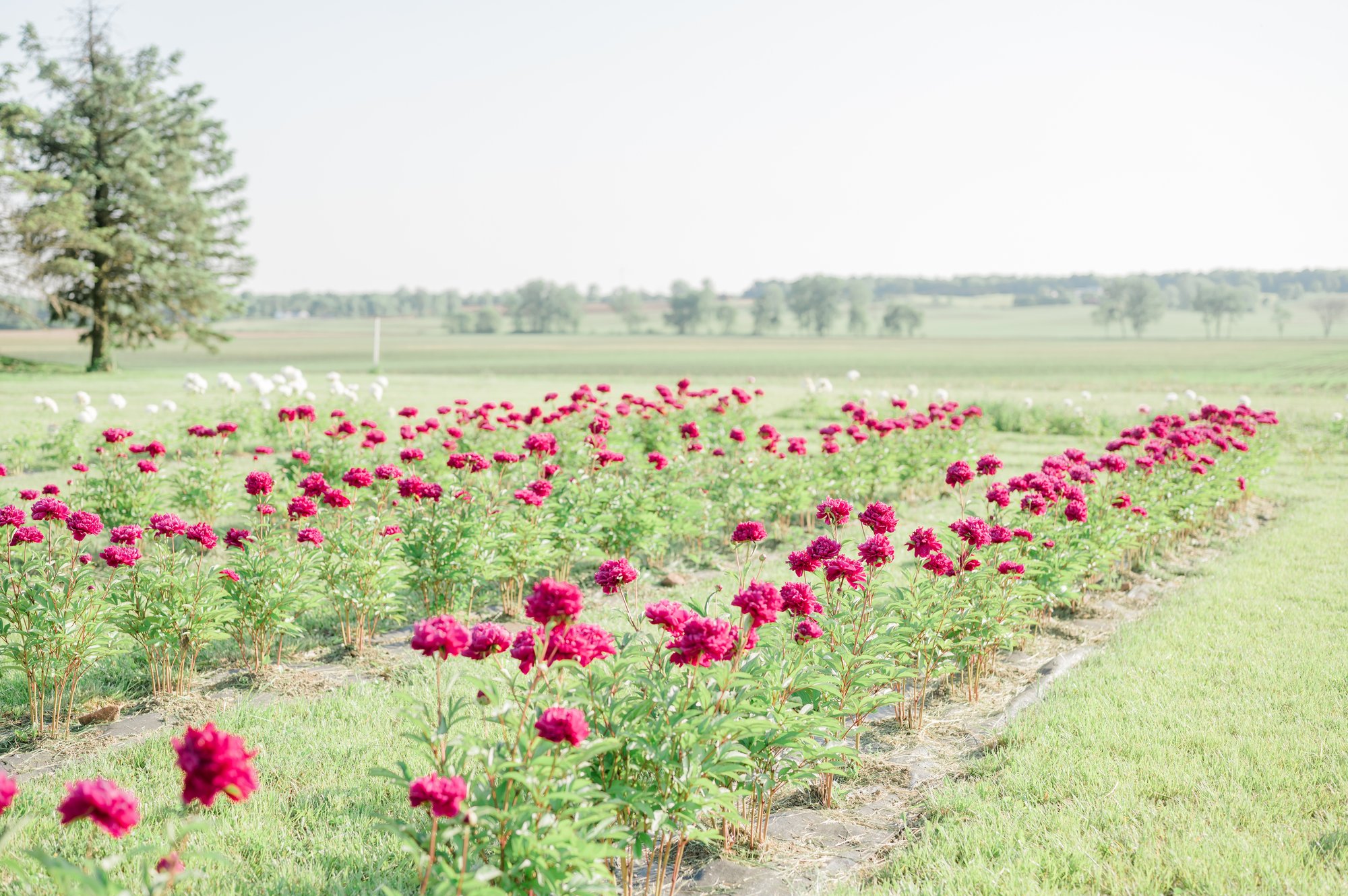 Rows of pink peonies growing in the flower field