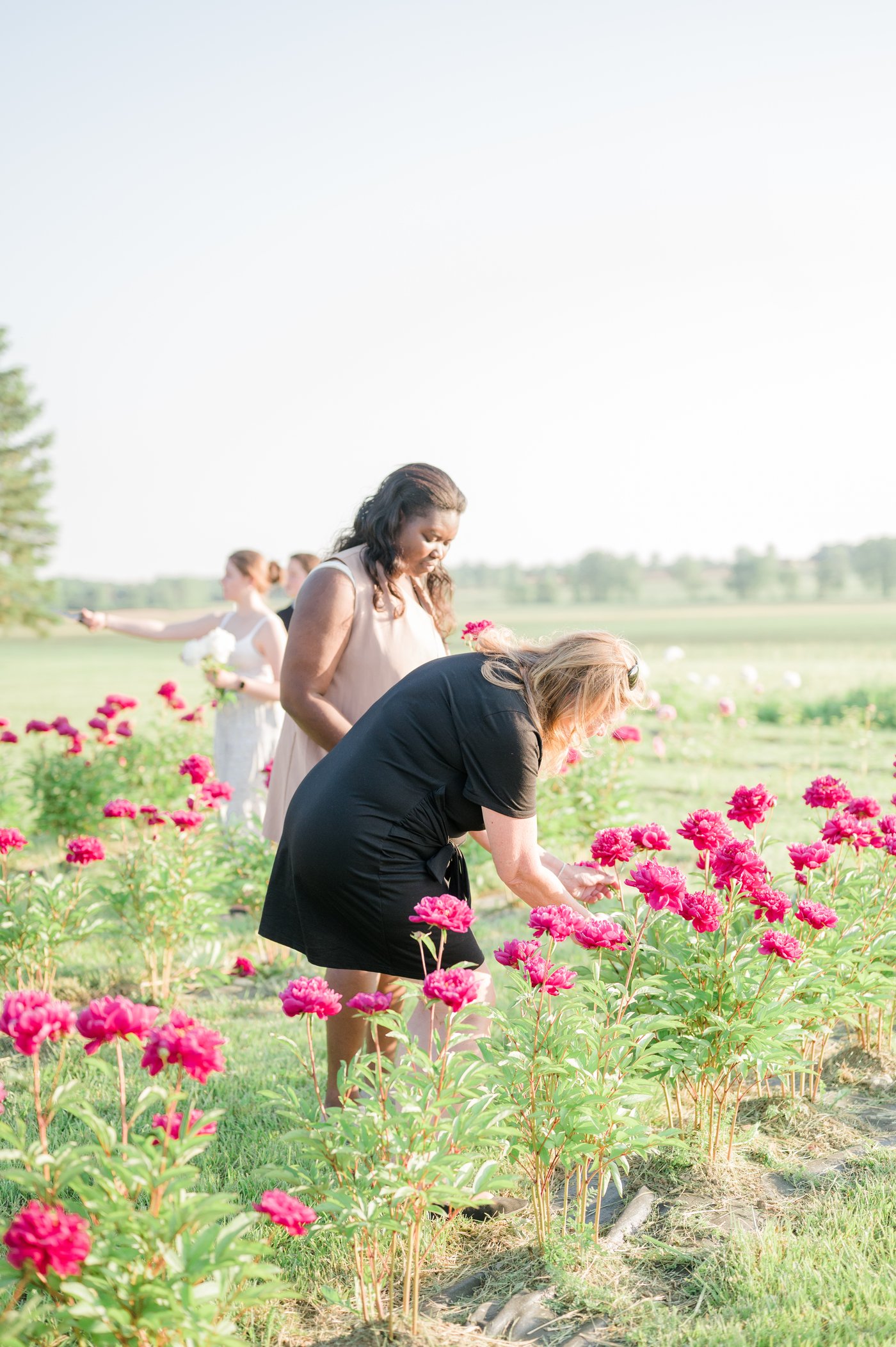 Picking peonies together in the field.