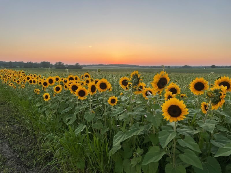 The sunflower patch at sunset.