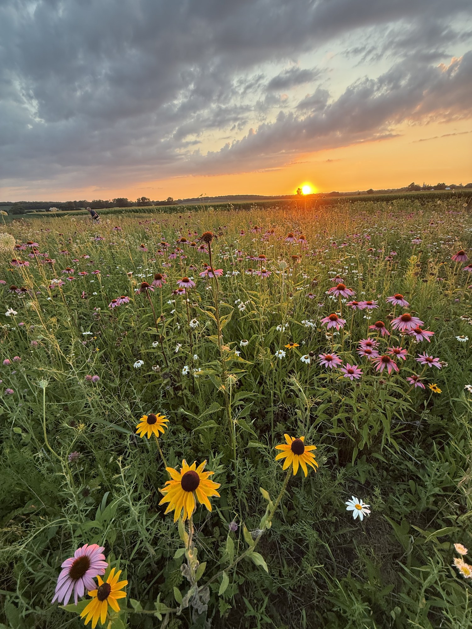 Wildflowers in the field at sunset.