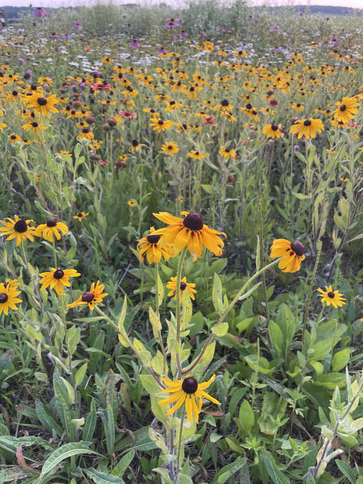 A field of black-eyed Susans and coneflowers in full summer bloom at Wren Farm