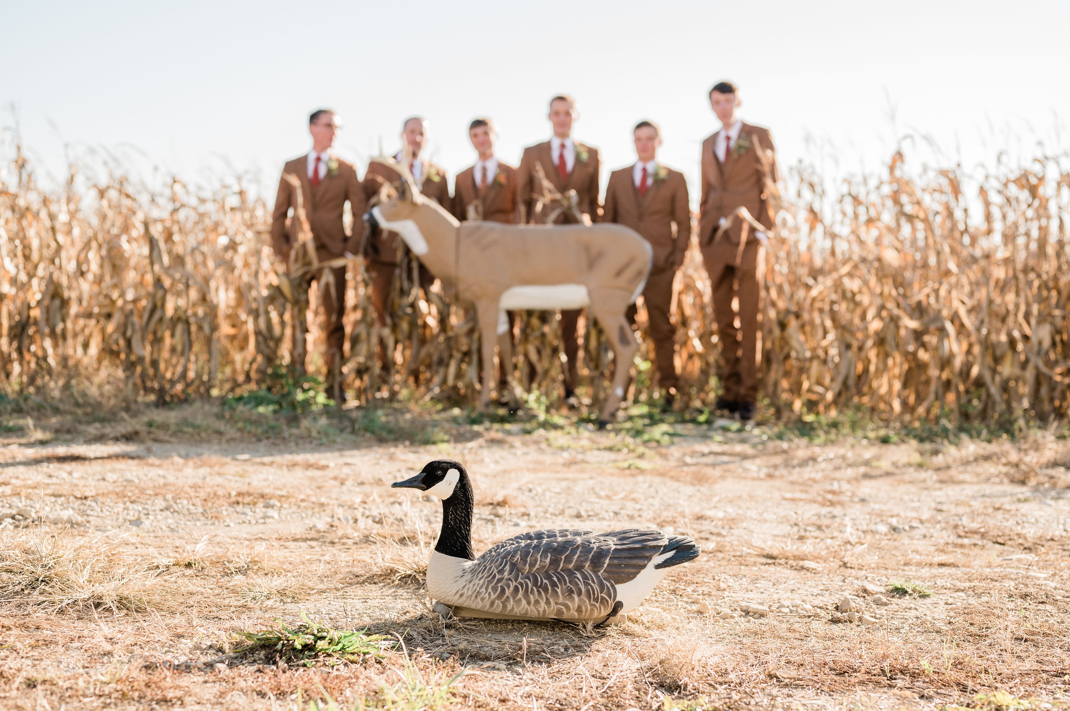 Groomsmen in brown suits walking the edge of the cornfield in autumn.